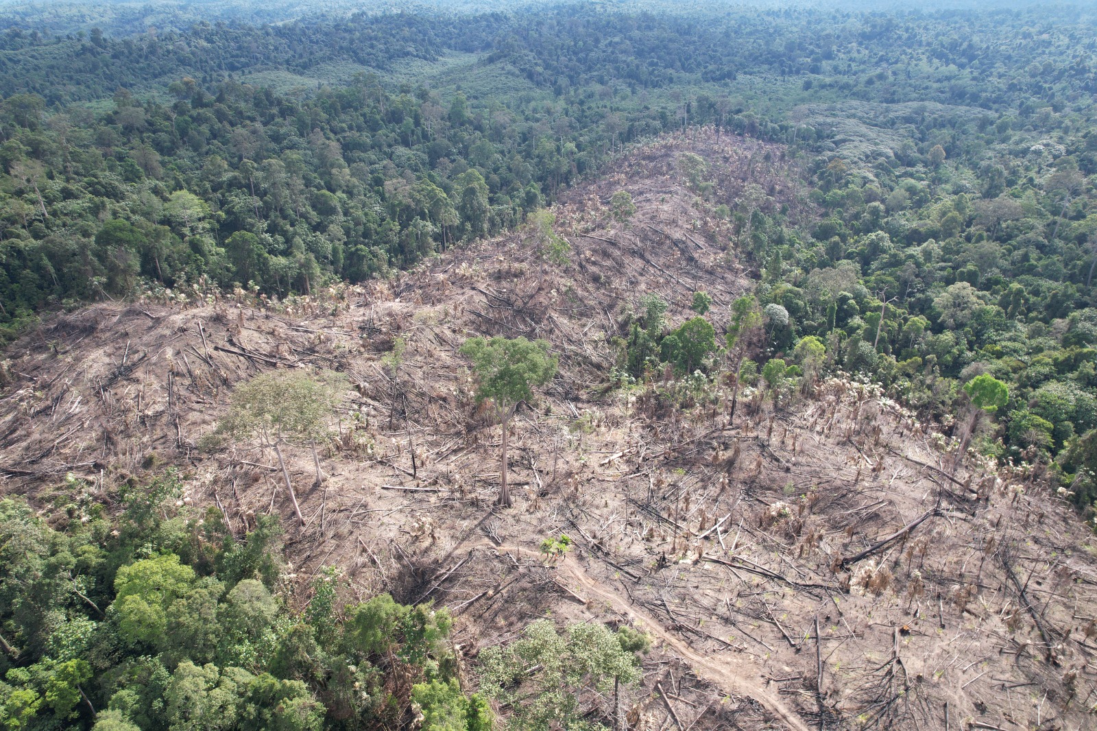 Kondisi hutan di kawasan Taman Nasional Kutai (TNK) yang porak-poranda akibat aktivitas perambahan ilegal. Pembukaan lahan secara masif ini mengancam ekosistem penyangga kehidupan di Kalimantan Timur.